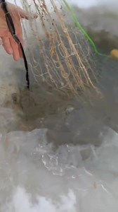 66K views · 3K reactions | ماشاءالله ڕاوی ژێر شەختەو بەفر https://www.tiktok.com/@rawchi_1991?_t=8juHyRviT5B&_r=1 | ماسی گرانی بیتوێن | Facebook