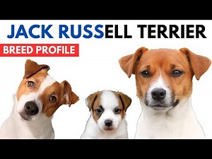 Jack Russell Terrier Breed Profile History - Price - Traits - Jack Russell Terrier Grooming Needs