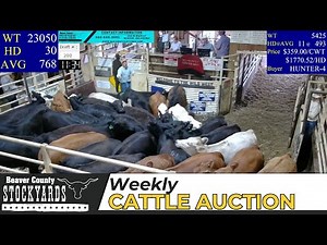 6/4/2024 - Beaver County Stockyards Weekly Cattle Auction