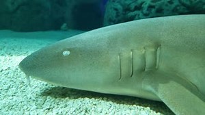 40 reactions | The nurse shark's gills pump water to obtain oxygen even when the shark is at rest. Take a close look at this unique shark in Caribbean Journey's Blue Hole. | Texas State Aquarium | Facebook