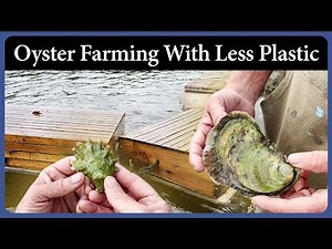 Oyster Farming With Less Plastic - Episode 318 - Acorn to Arabella: Journey of a Wooden Boat