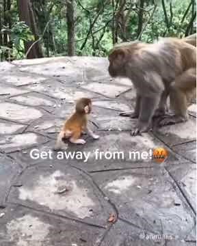 Baby Monkey Abandoned by Father | Tears in Ending