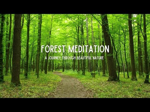 Forest Meditation - A Beautiful Journey through Nature