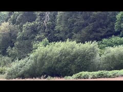 Ceres and Proserpina Greek Mythology remake