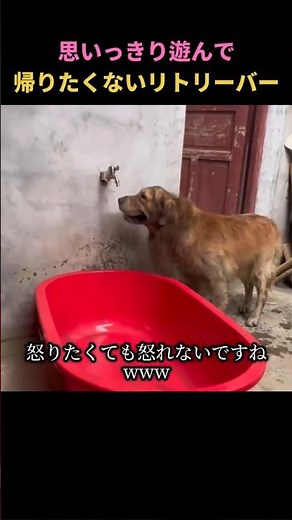 泥んこ遊びのあと、完全犯罪を狙うワンちゃんのシャワー法 #リトリーバー #ゴールデンレトリーバー #犬動画 #かわいい犬 #犬ショーツ #犬好き #ペット動画 #犬のお風呂 #空気を読む犬 #癒し動画