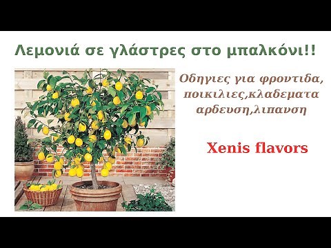 Λεμονια σε γλαστρα στο μπαλκονι!!Ολα οσα πρεπει να γνωριζεις για την αναπτυξη της!!Xenis flavors