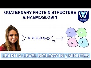 Quaternary proteins & Haemoglobin | Learn A-Level Biology in 5 minutes | AQA, OCR, Edexcel, WJEC
