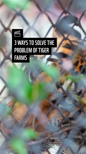 1.6K views · 29 reactions | 3 solutions to solve the problem of tiger...