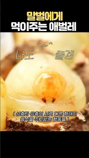 말벌에게 먹이주는 말벌 애벌레