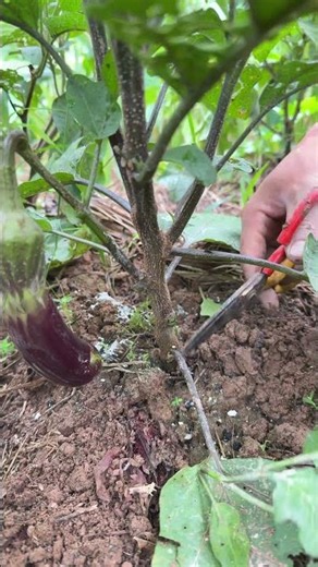 Complete Guide to Eggplant Branching - Must Watch for Beginners!