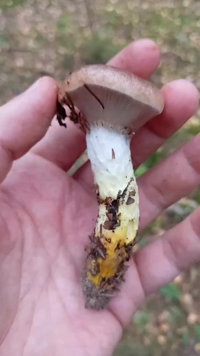 Ботсад (@probotsad)’s videos with оригинальный звук - Ботсад