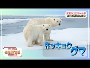 ホッキョクグマの秘密に迫る！北極の生態系の王者