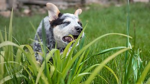 If your dog eats grass, he or she is certainly not the only one. In fact, Rach says her pup Bella does too! Dr. Courtney Campbell, veterinary surgeon and pup pro, breaks down why your dog might be going for grass. | Rachael Ray Show