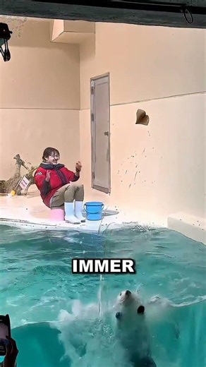 Süßer Seeotter springt ununterbrochen nach hochgeworfenem Futter 🦦 #TierMomente #Seeotter