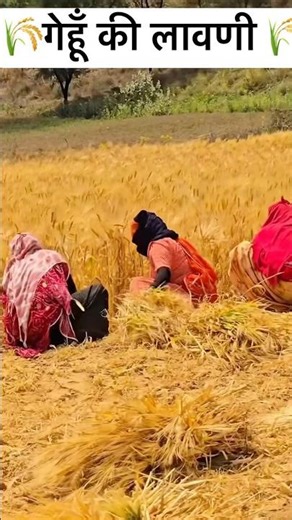 🫵 गेहूँ की लावणी करते हुए किसान 👍 #farmerlife #villagelife #khetibadi #shorts #ytshorts #viralstar