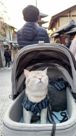 Dressing my cats up for their walk in Kyoto 🇯🇵