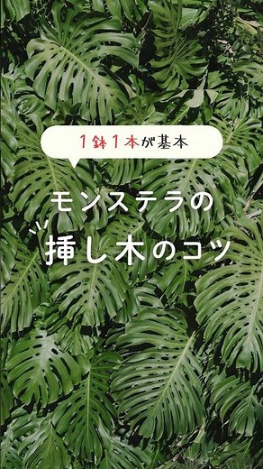 モンステラの挿し木のコツ！ #モンステラ #観葉植物 #挿し木 #湖の恵