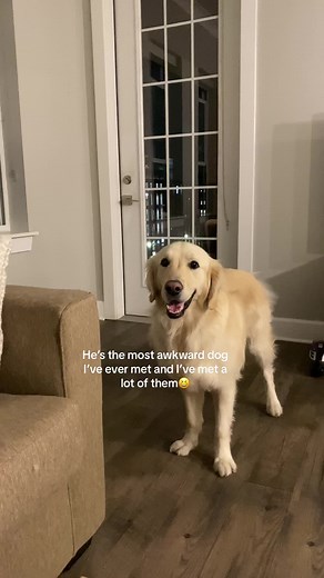 Adorable awkward golden retriever's funny dog tricks