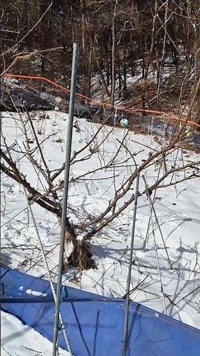 3년생 딱딱이 복숭아 전지[전정], 가지치기