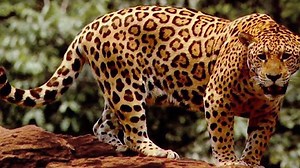 RUTHLESS Hunting Moments of BIG Cats | Exploring Wild Nature