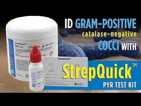 How to identify Gram Positive cocci bacteria with StrepQuick™ PYR Test Kit