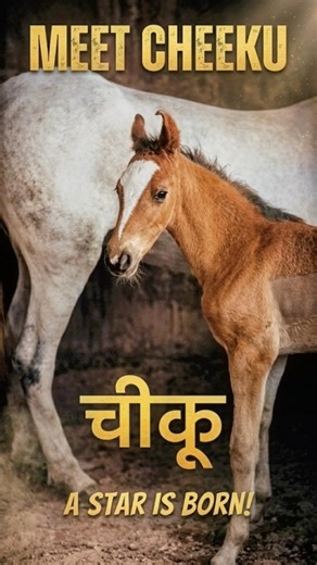 🔥 मिलते हैं हमारे नए मेहमान से! Chiku’s First Day at Marwar Pride