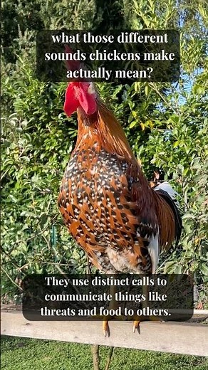 What Chicken Sounds Actually Mean 🐔😳