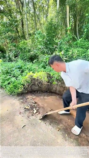 Clearing the Creep: How a Shovel Clears Weeds From a Concrete Path in the Woods