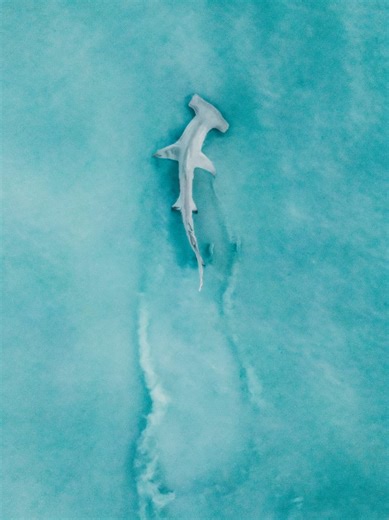 Mutilated hammerhead shark that washed up onto Florida Beach prompts investigation