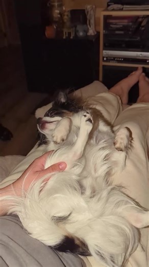 Poopy Dawg #fyp#fypシ #viral#poopydawg#chihuahua