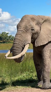 It never gets old seeing this extraordinary animal - he is an Icon here on imire! 🐘🙌🏻 | Reilly Travers