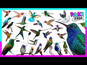 TYPES OF HUMMINGBIRDS!