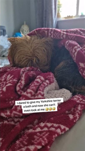 I bathed my yorkie and now she won't even look at me