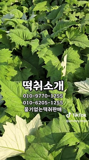 신선한 떡취와 수리치 나물 판매 안내