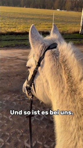 8. Deutschland