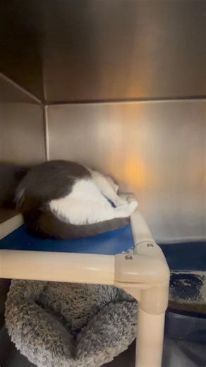 5.5K views · 104 reactions | Bug | Ohio County Animal Shelter Ohio County WV | Facebook