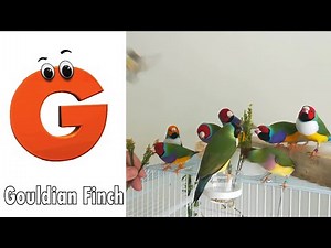 Birds ABC Song | Birds Alphabet Song for Kids | Phonics for Kids | Baby | Alphabet Letters