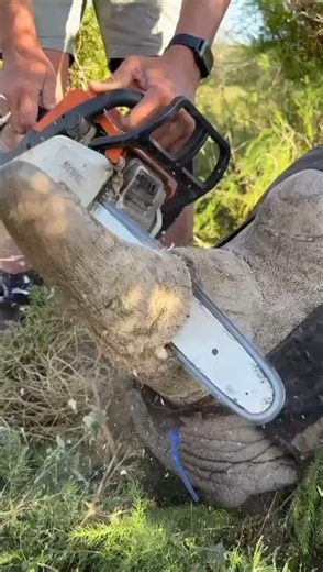 No-one needs a #rhino horn except a rhino. 🦏 Horn trimming is one of the toughest things we have to do as wildlife vets. In an ideal world we would leave these majestic creatures to manage themselves, and be as hands off as possible. Sadly that is not the world we live in, and the epidemic of #rhinopoaching means that hands-on interventions like these are needed. It is not a silver bullet, and alone it won't keep a rhino safe. But when it is used as part of an over-arching vision, that includes