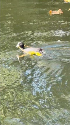 Coot building a nest in Stockholm, Sweden
