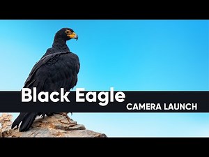 Black Eagle Live Camera Launch