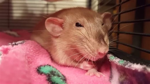 Rat Clenches Fist of Rage (2017)