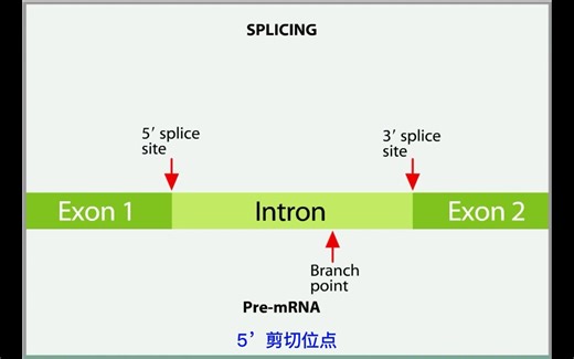 真核基因RNA的加工成熟过程-中文字幕-动画