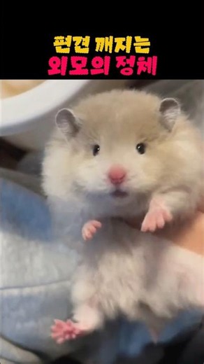 The mouse I thought was a keyring