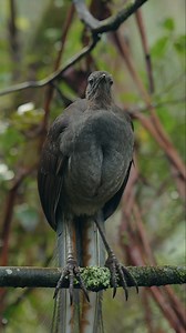 100K views · 3.1K reactions | Another lyrebird, showing off his mimicry skills during the winter breeding season. Who can name all of these calls? The first two should be easy to identify! #lyrebird #superblyrebird #bird #birds #birdphotography #birdwatching #birdsofoz #birdsofaustralia #australia | Jeremy Films Things | Facebook