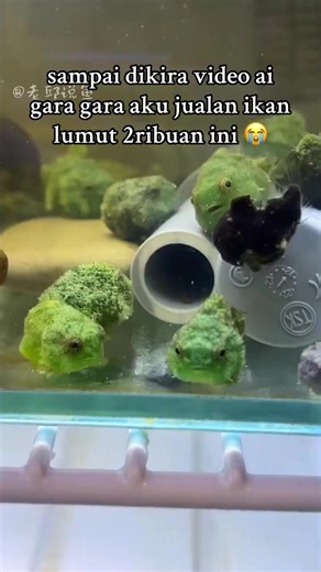 Ikan Lumut 2 Ribuan: Penjualan dan Tips Aquarium