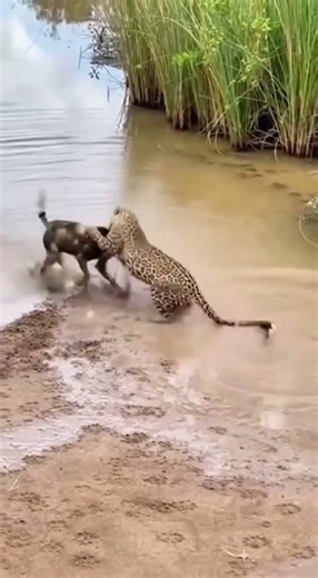 Highlights of Wild Dog vs. Leopard Animals