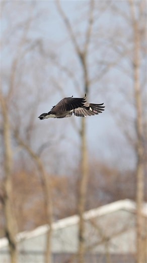gunar_zink (@gunar_zink)’s video of tony curtis