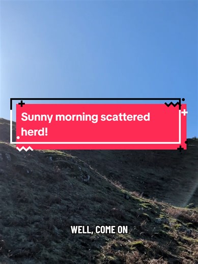 A scattered herd on this sunny morning! It won't be long before they're wandering further afield grazing instead of sticking close to home waiting for hay. Spring is on the way! #ponies