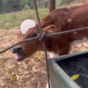 ✨When we rescued Alvin, he was struggling. He quickly deteriorated and was gasping for air. Born into the dairy industry, taken from his mum, and alone— Alvin had a respiratory infection that had then turned into pneumonia. His tiny body was fighting as hard as it could. Without fast vet care, he wouldn’t have made it. But you helped us act quickly. That urgent care saved his life… but his story is not the only one. We have rescues coming in all the time who require a lot of support. They need y