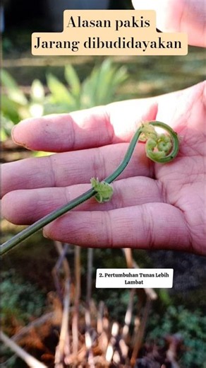 3 REASONS WHY FERNS ARE RARELY CULTIVATED #gardening #ferns #slowliving